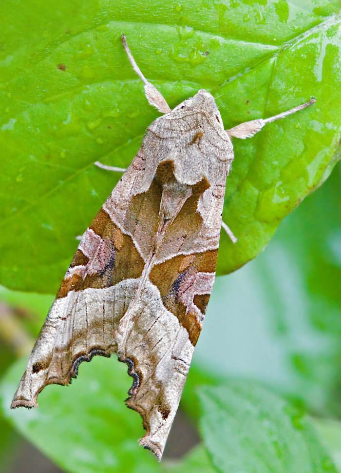 Achateule_Phlogphora meticulosa_DSC7000_700x970.jpg