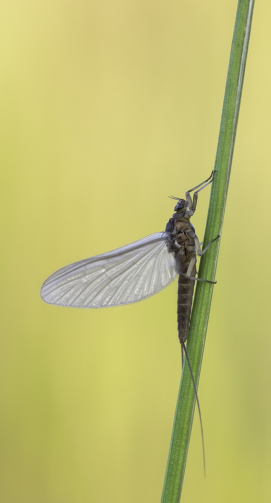 Eintagsfliege_8414.jpg