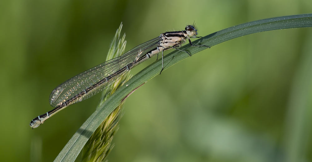 _DSC9916 Azurjungfer 1 Forum.jpg