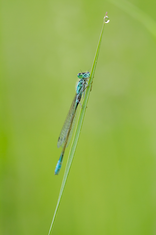 IMG_1585g_7D_2010.jpg