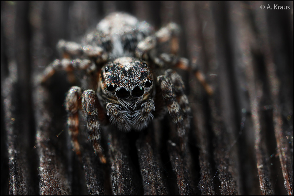 Springspinne_MG_7032.jpg