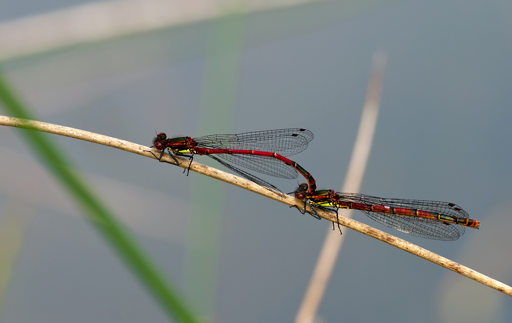 DSC_8428.jpg