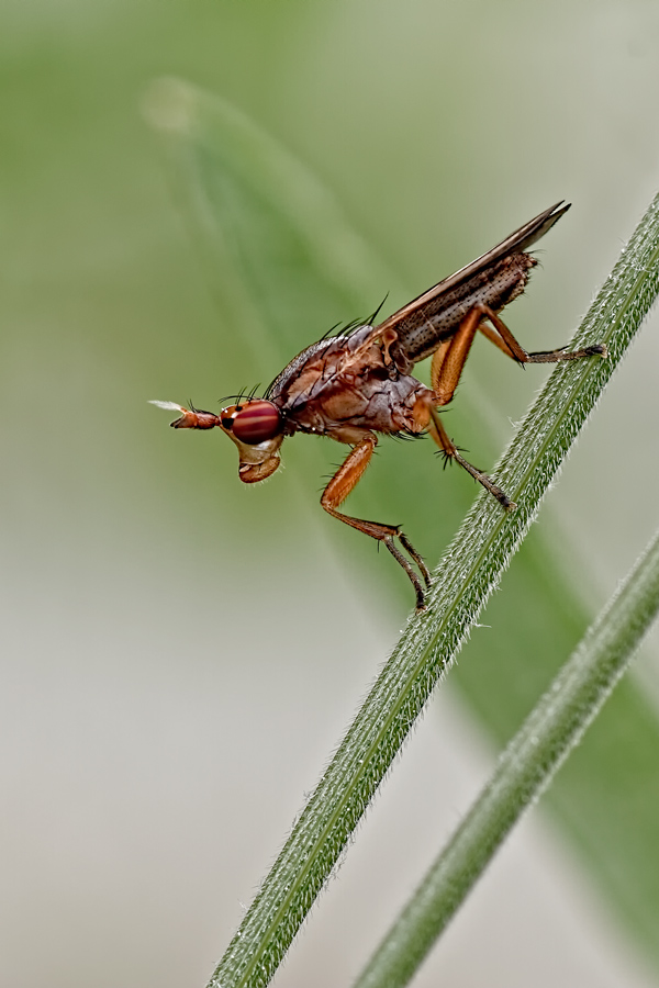 Hornfliege-Limnia-unguicornis.jpg