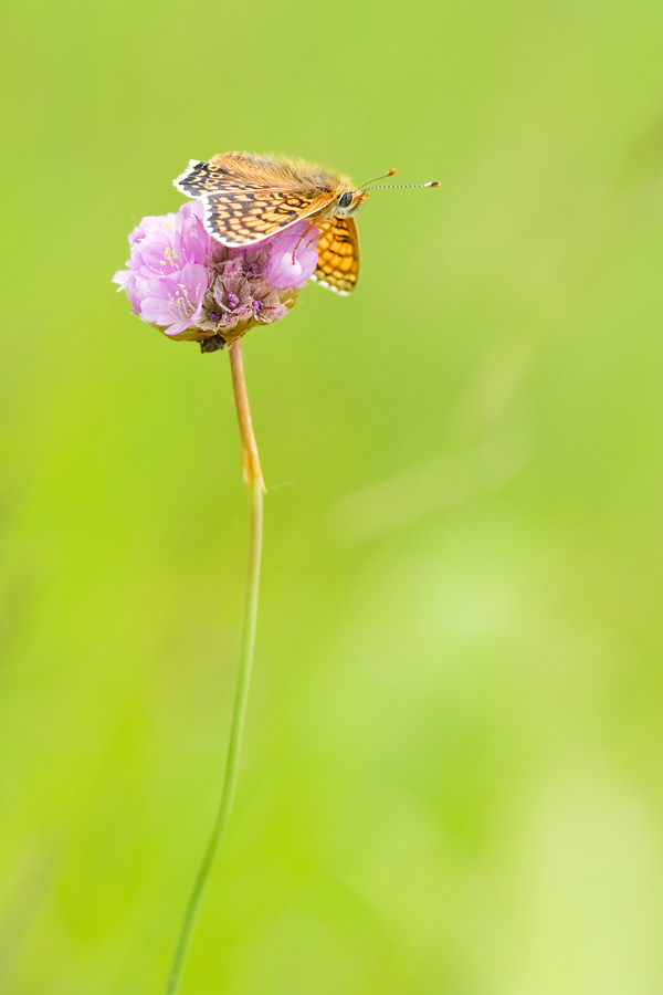 Schmetterling5.jpg