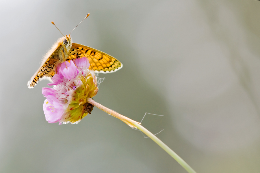 Schmetterling6.jpg