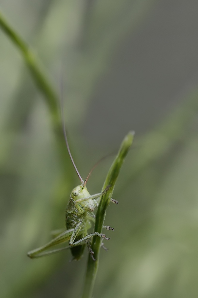 1DM42137.jpg