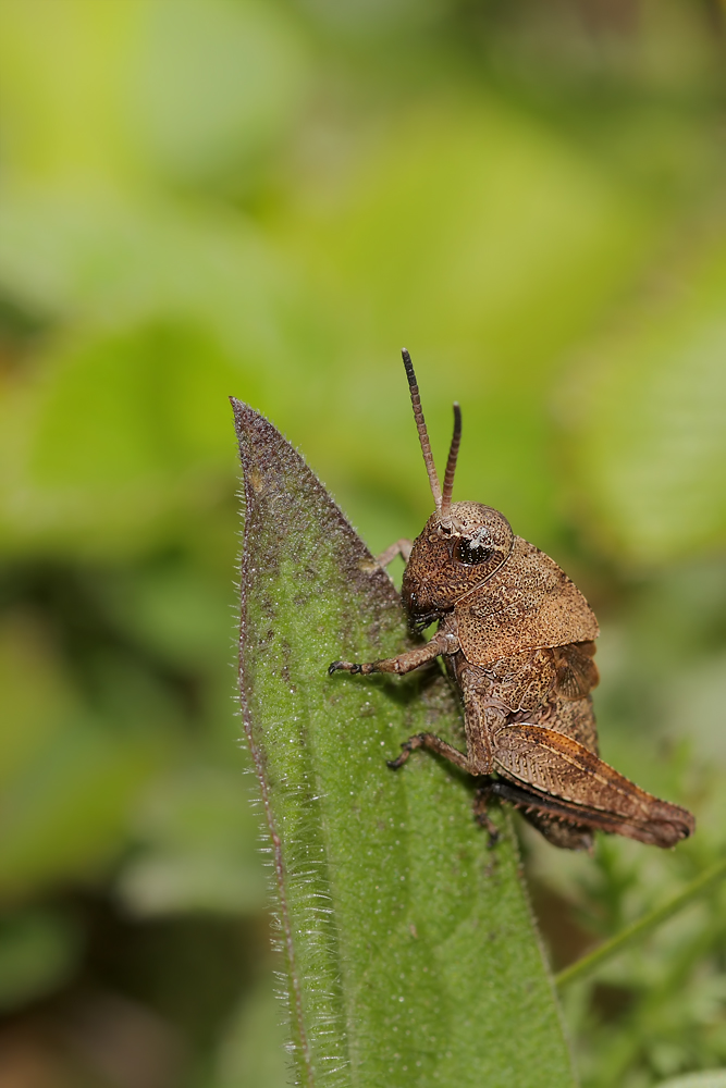 Psophus-stridudulus.jpg