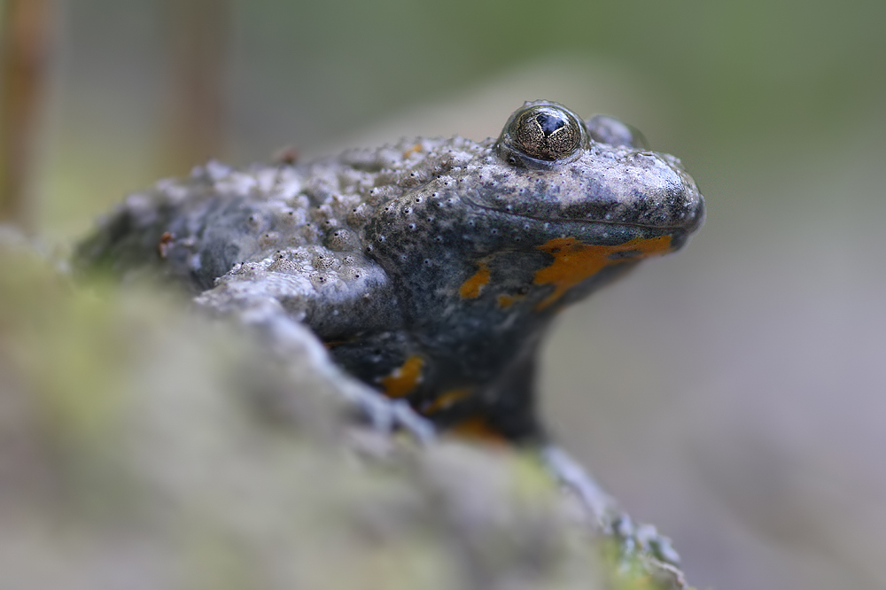 IMG_9144-unke froschpersp_2 Kopie.jpg