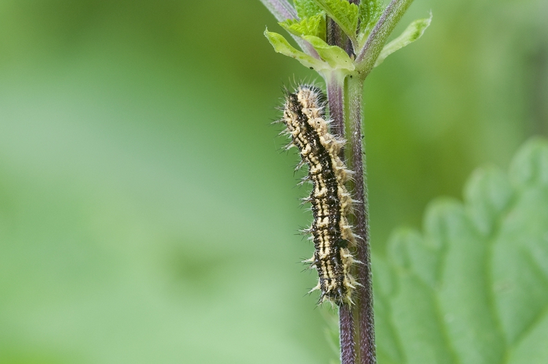 comp_DSC_0462.jpg