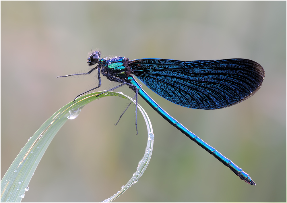 Blauflügel_Prachtlibelle4a_MF.jpg