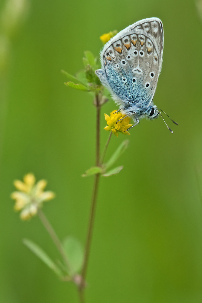 blaeuling-IMG_7528.jpg
