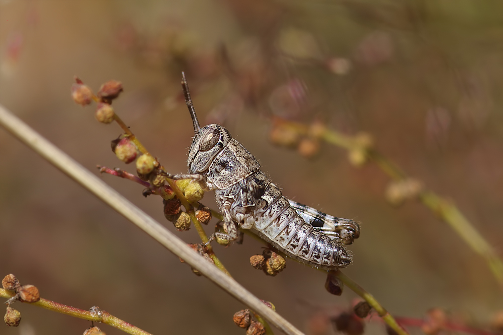 _6244629-Calliptamus italicus.jpg