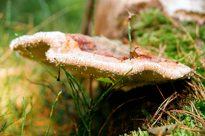53 Schwitzender Pilz.jpg