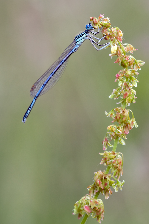 IMG_5035-P-pennipes.jpg