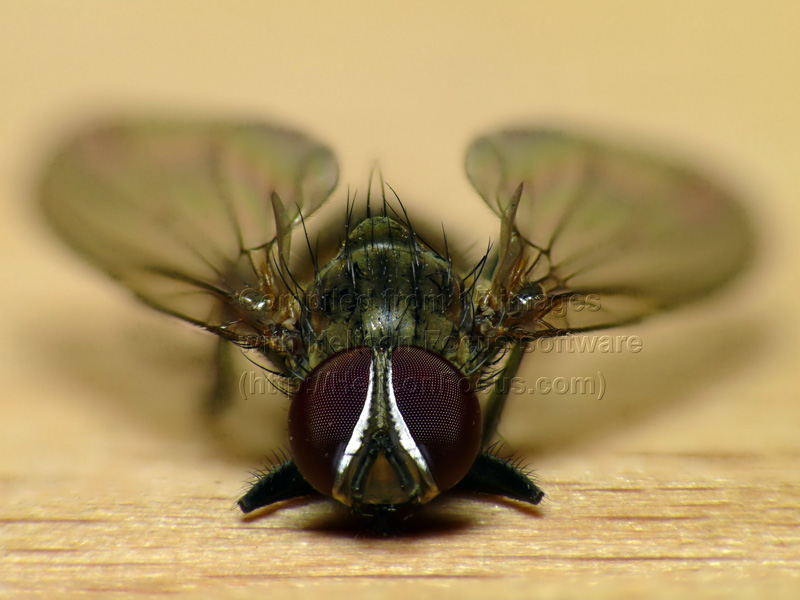 flyhf.jpg