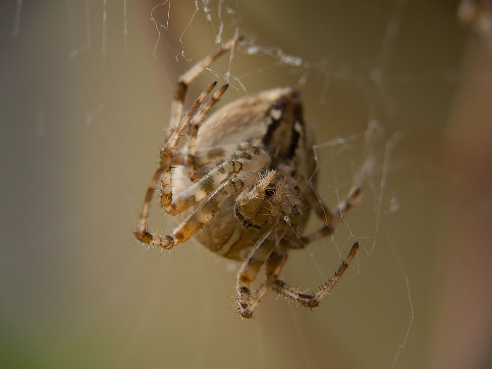 araneus_diadematus_136.jpg