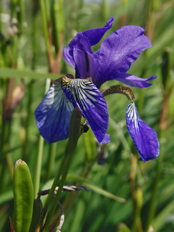iris_sibirica_1_208.jpg