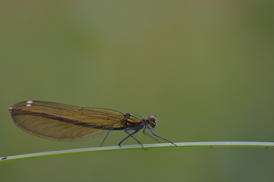 beautiful  demoiselle.jpg