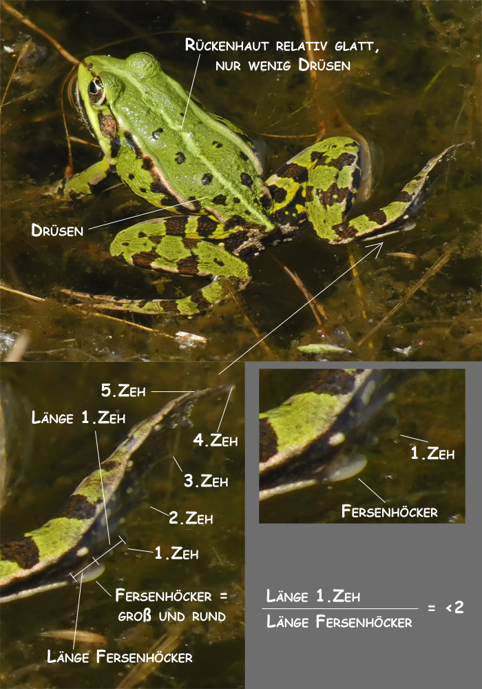 Pelophylax_lessonae_4.jpg
