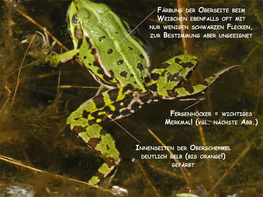 Pelophylax_lessonae_3.jpg