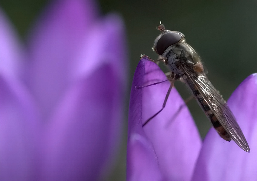 139 Schwebfliege-1.jpg