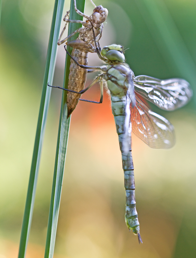 libelle.jpg