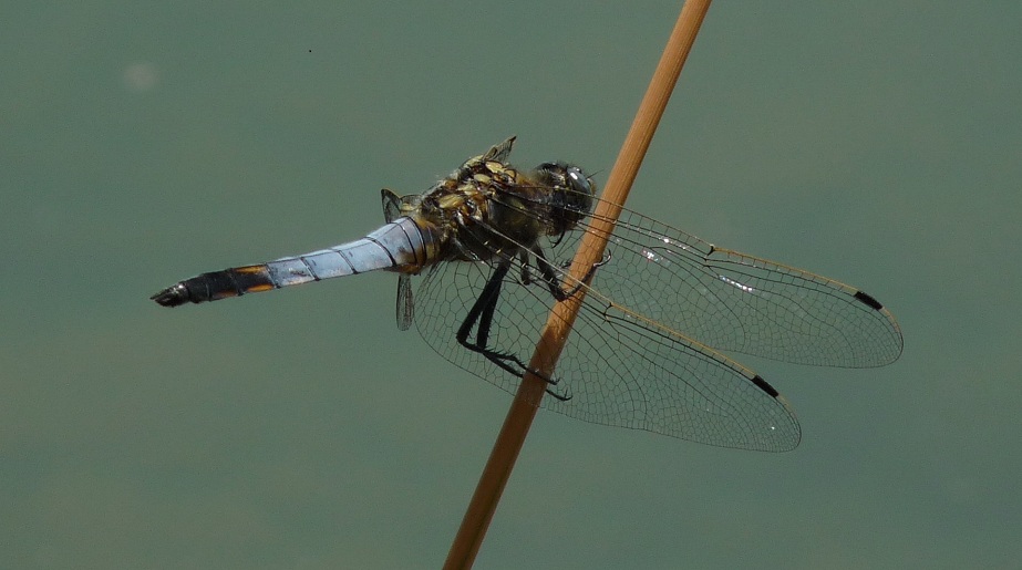 P1030251s.jpg