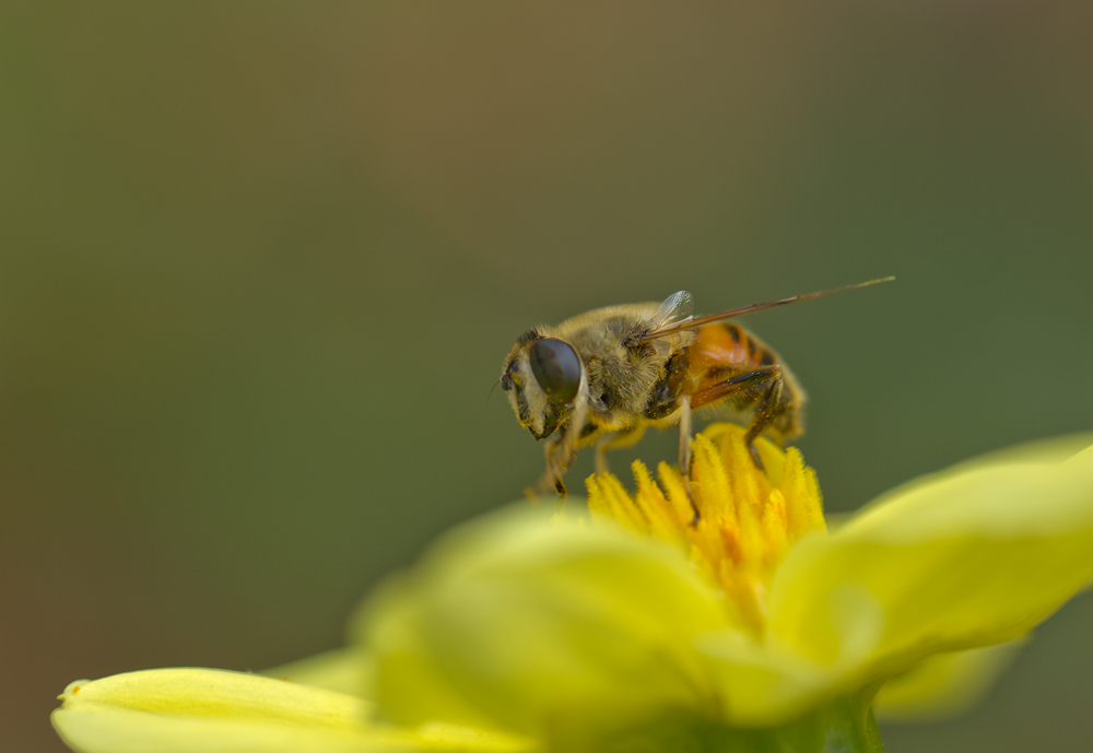 Eristalis-tenax.jpg