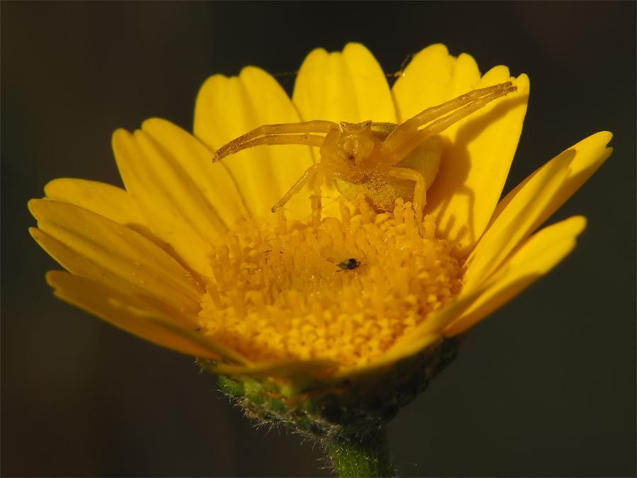 Krabbenspinne_4.jpg