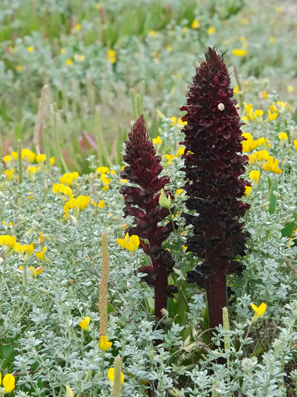 Orobanche_foetida.jpg