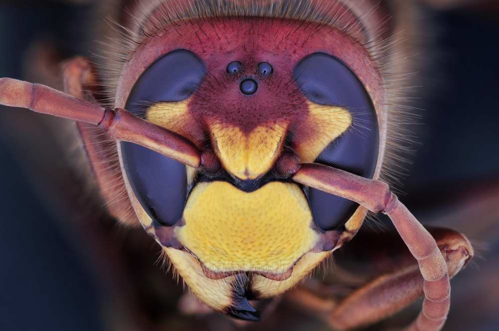 01351_2_Nikon105_3zu1_Vespa-crabro.JPG