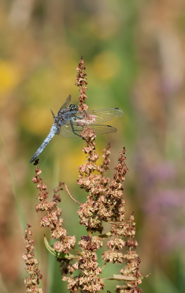 DSC_0766.jpg