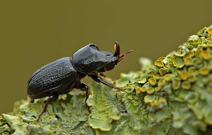 Advanced JPEG Compressor.jpg