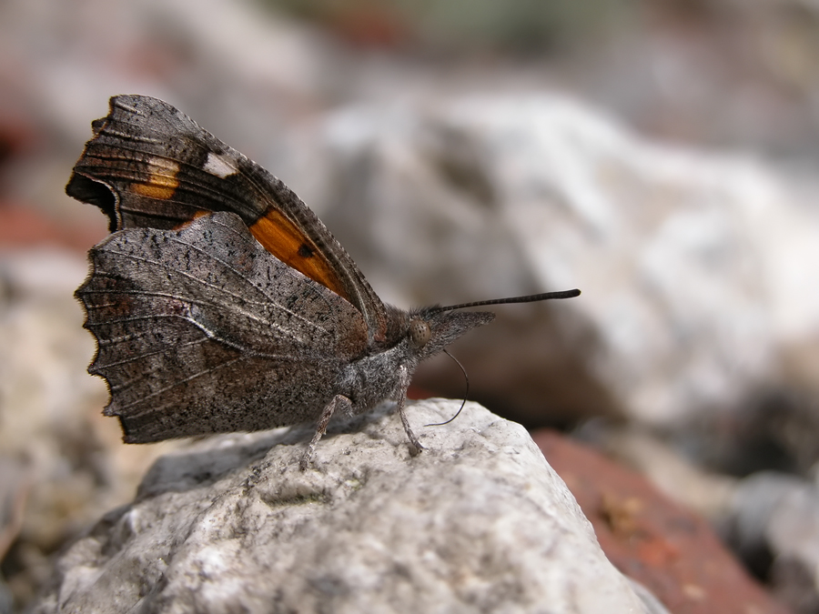 Libythea_celtis_3.jpg