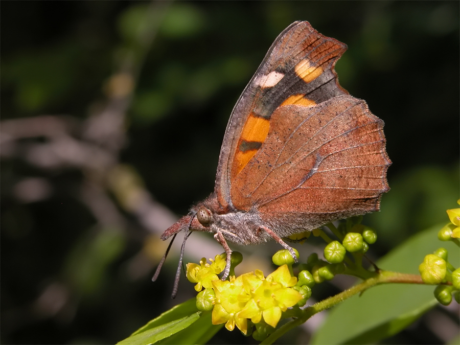 Libythea_celtis_1.jpg