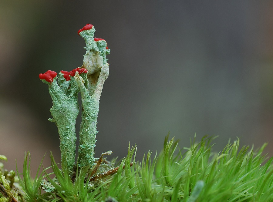 Rotkopfige Becherflechte.jpg