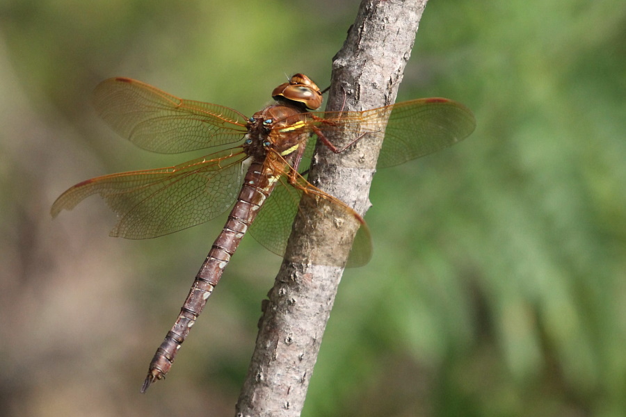 Aeshna_grandis_m_900x.JPG