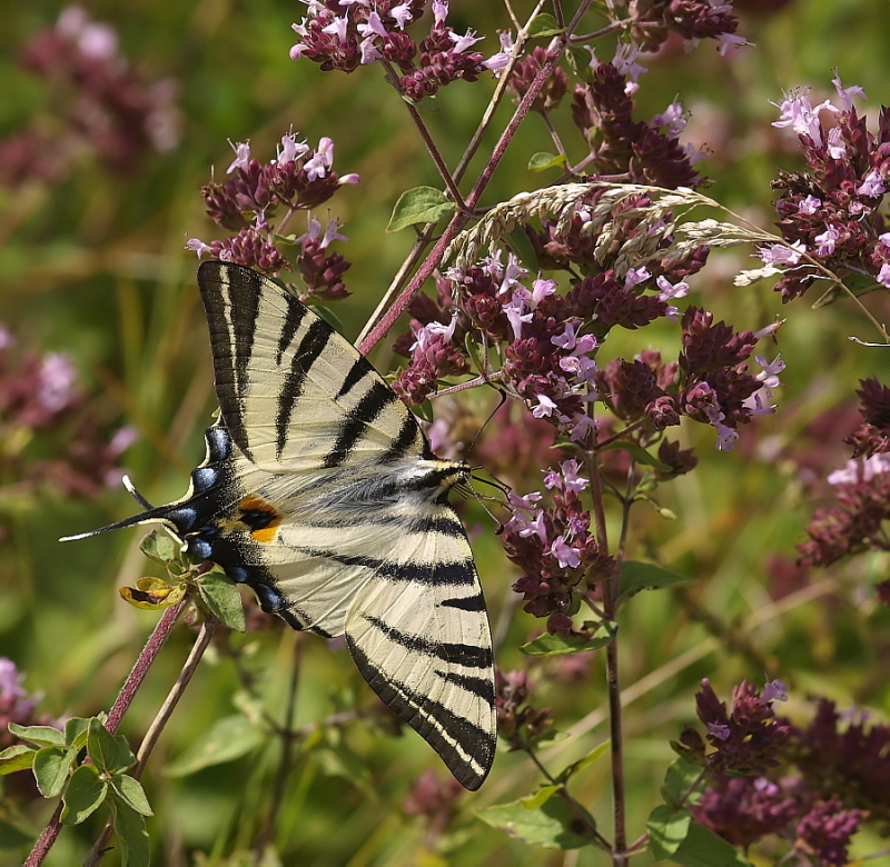 _8097363-Iphiclides podalirius.jpg