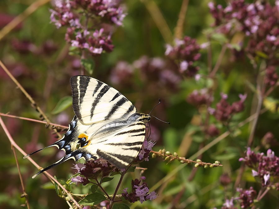 _8097359-Iphiclides podalirius.jpg