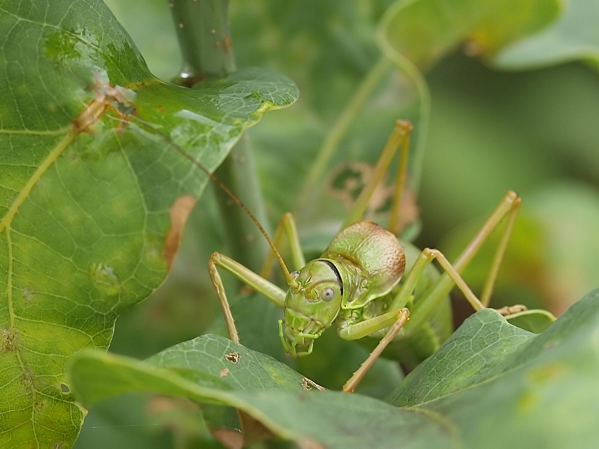 _8056306-Ephippiger-Portrait.jpg