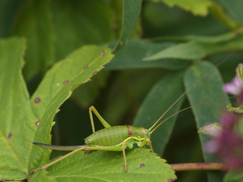 _8097418-Ephippiger-Lady-Ovipositor.jpg