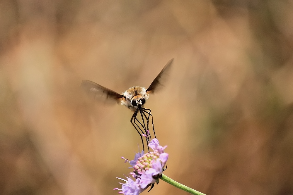 IMG_1061 Wollschweber - Bobylius posticus.jpg