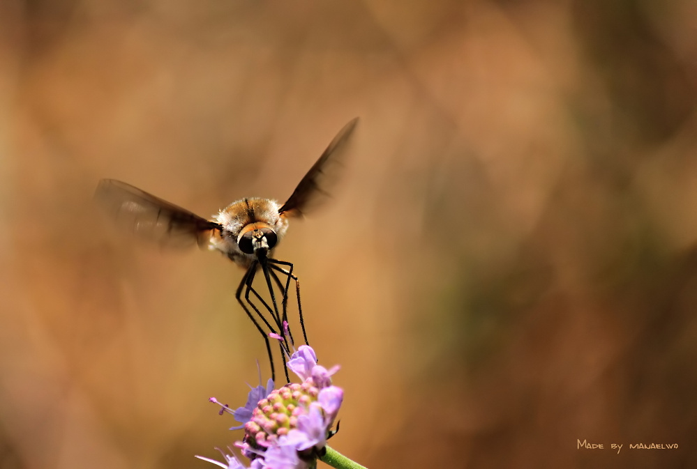 IMG_1061 Wollschweber - Bobylius posticus_Ausschnitt.jpg