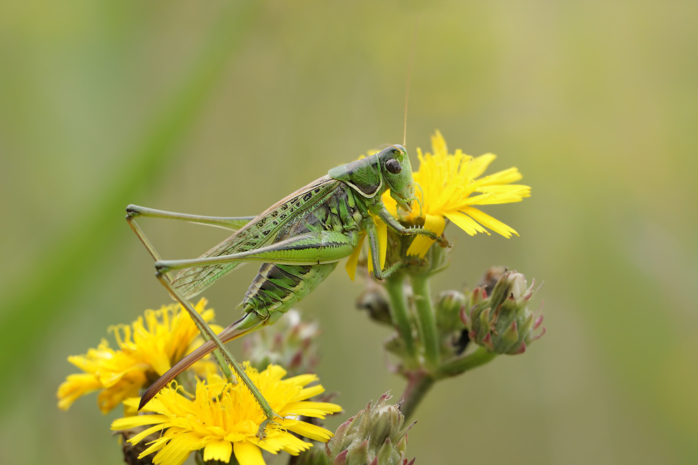 Gampsocleis-glabra 0005.jpg