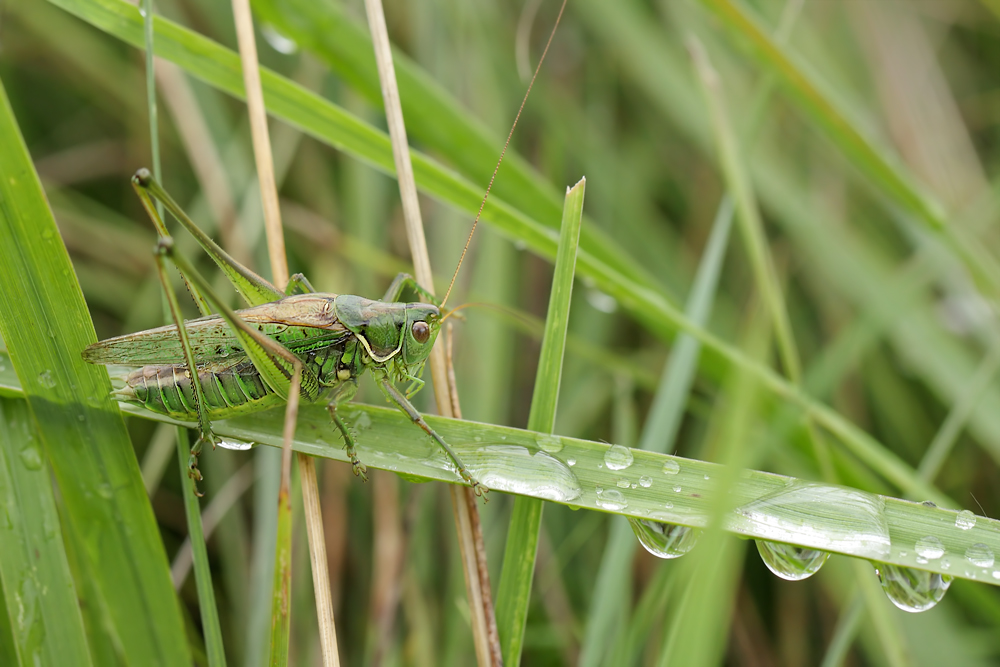 Gampsocleis-glabra 0004.jpg