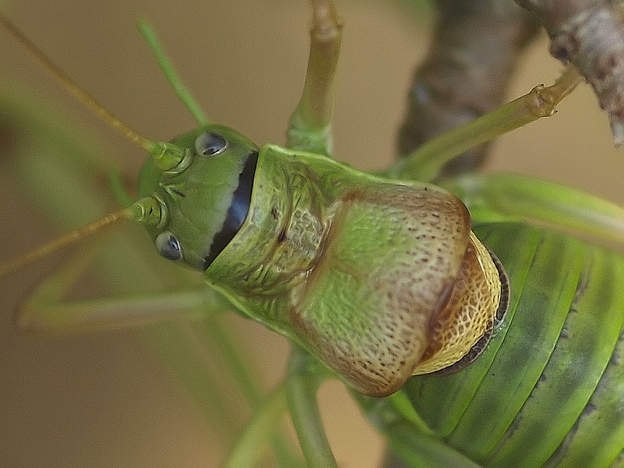 _8148377-Schmutziger Hals.jpg