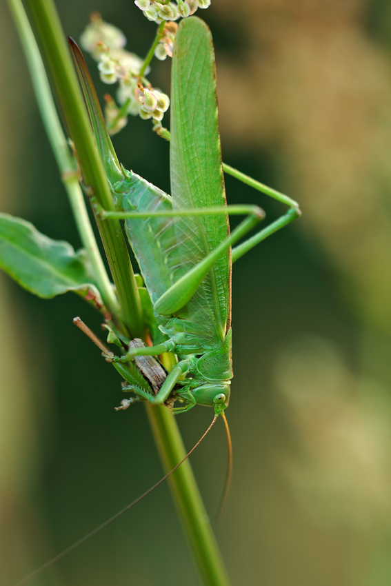 Langflüglige Schwertschrecke mit Zweifarbiger Beißschrecke.jpg
