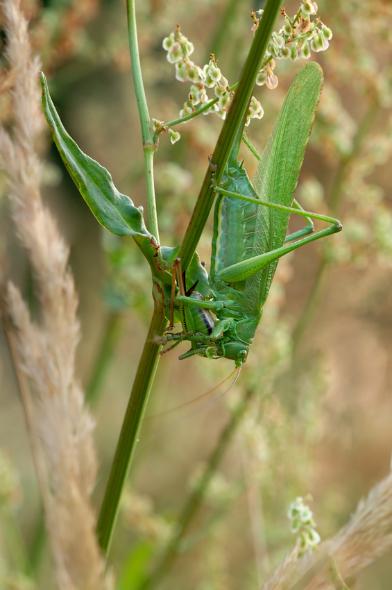 Langflüglige Schwertschrecke mit Zweifarbiger Beißschrecke (1).jpg