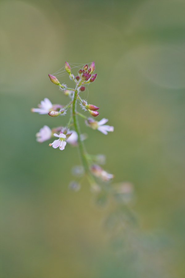 Circaea-lutetiana.jpg