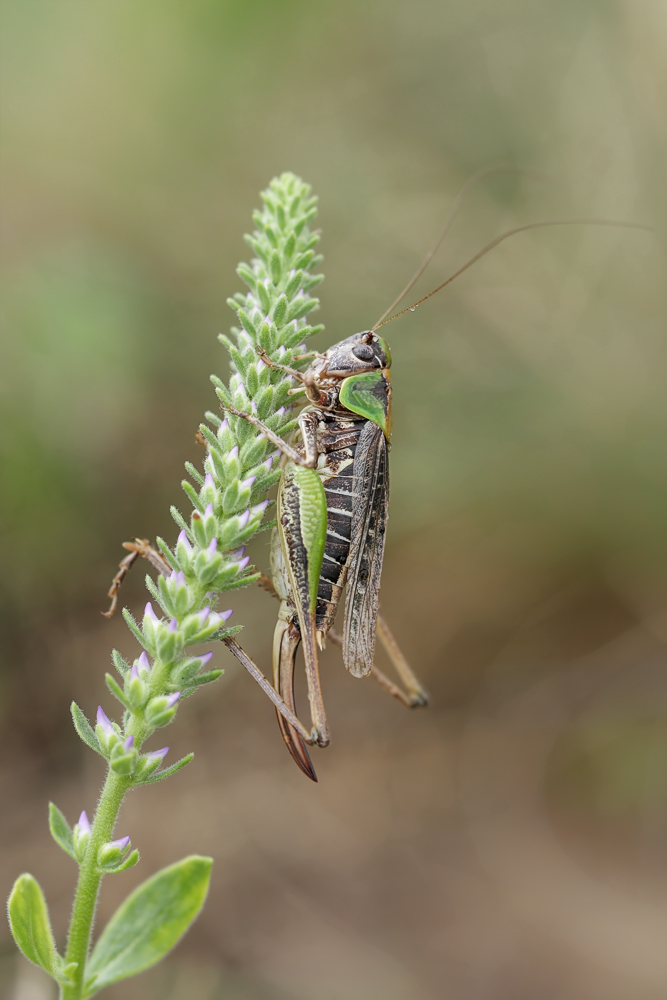 Platycleis-montana-Weibchen.jpg